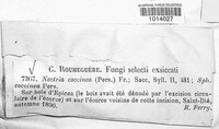 Neonectria coccinea image